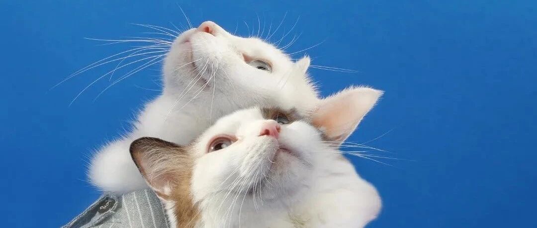 萌宠经济 | 从宠物尺寸思考规划，这个世界会是什么样？