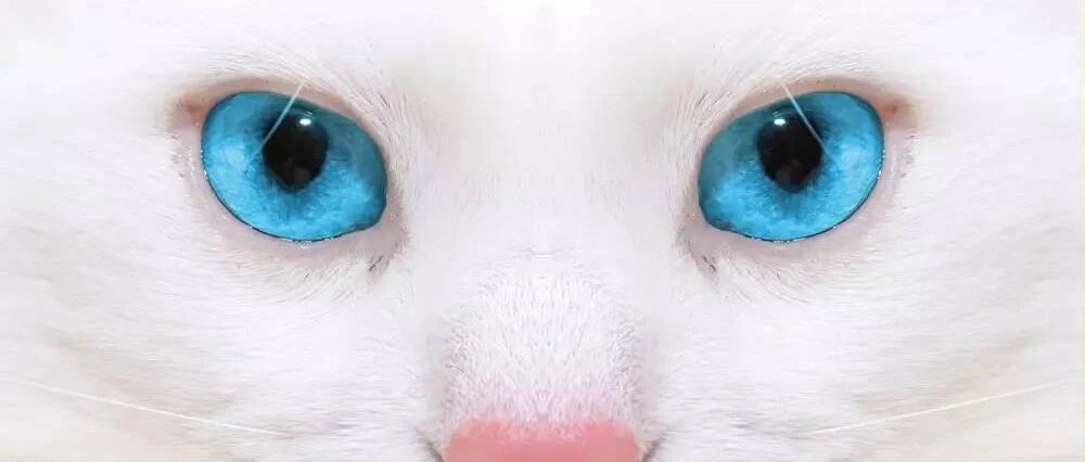 《当家主母》陷“杀猫”丑闻，得到真相就那么难？尊重生命就那么难？