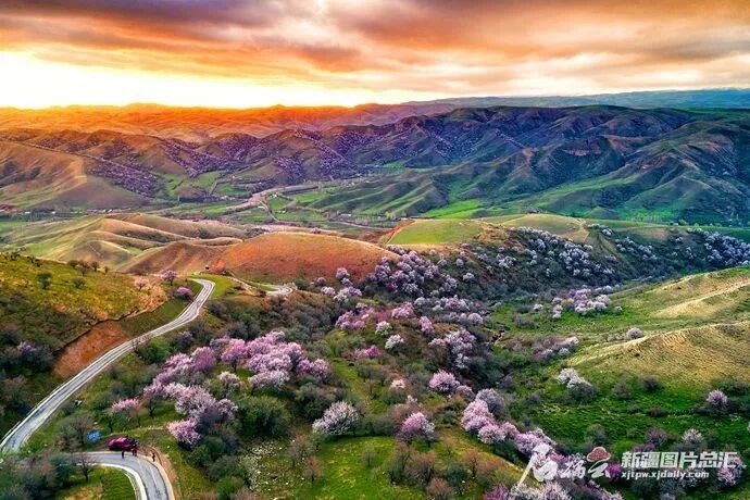 人生建议春天去趟新疆看杏花吧