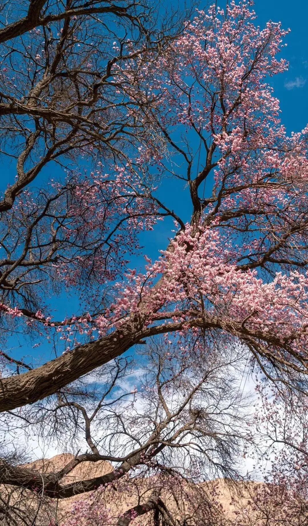 人生建议春天去趟新疆看杏花吧