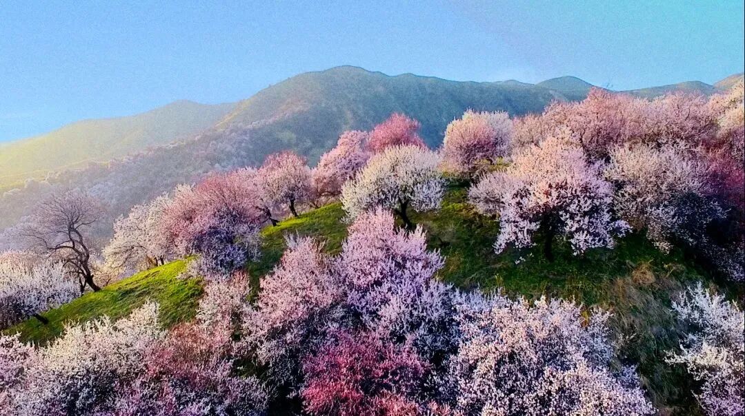 人生建议春天去趟新疆看杏花吧