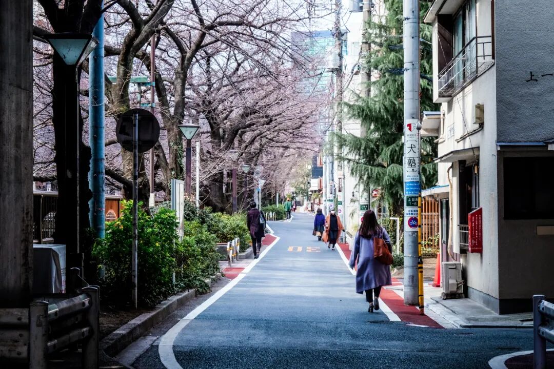 春三月谁能拒绝开满樱花的日本