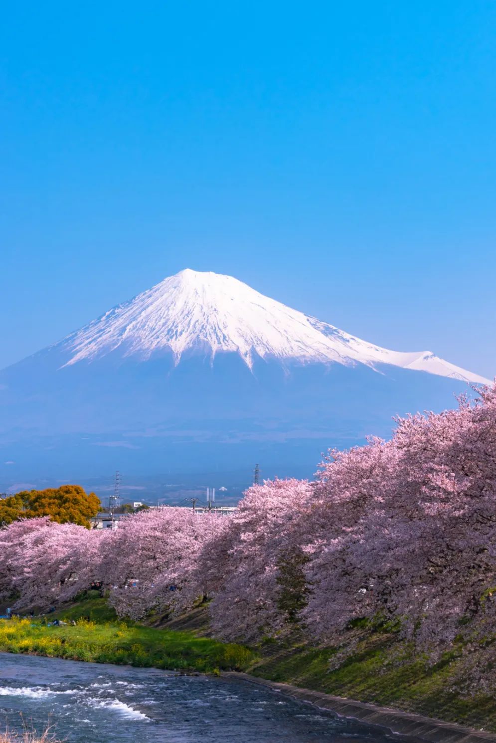 日本樱花图片 最美图片