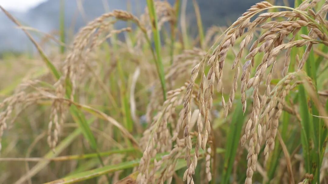 旱稻谷穗弯弯待收割 拍摄日期：2025年10月15日.jpg