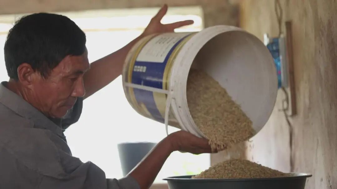 碾新米 拍摄日期：2025年10月15日.jpg