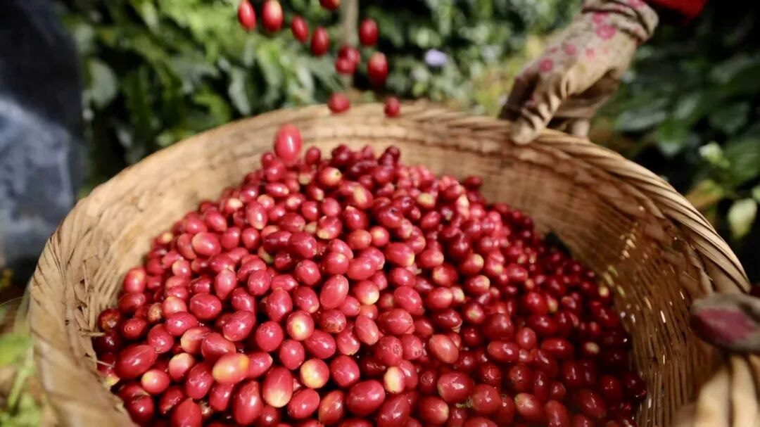 20图片说明：云顶筑巢咖啡庄园咖啡丰收（2025年12月17日宋菲菲摄 ）.jpg