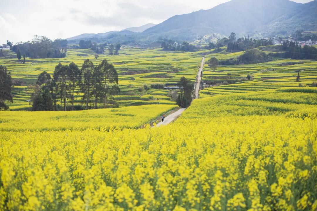 博尚镇李莉摄 (3).jpg