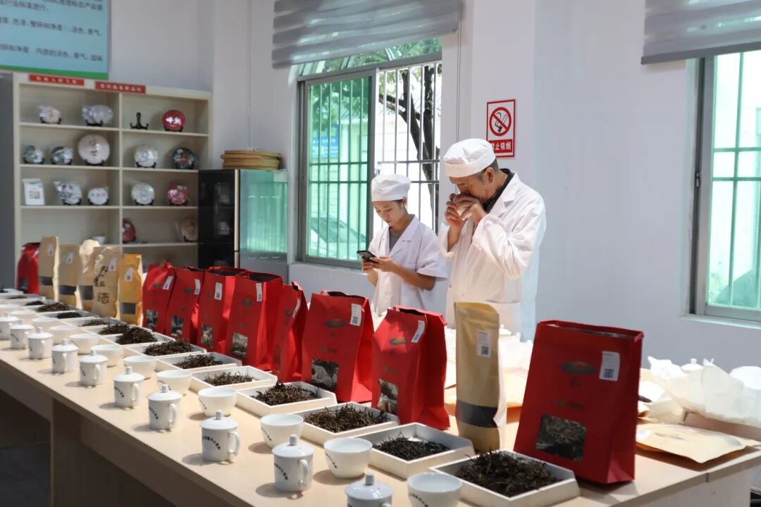 专家在对送检的茶叶香味进行品鉴。2025年10月17日摄.JPG