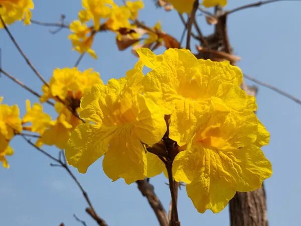 广州工程技术职业学院2021春季返校安排