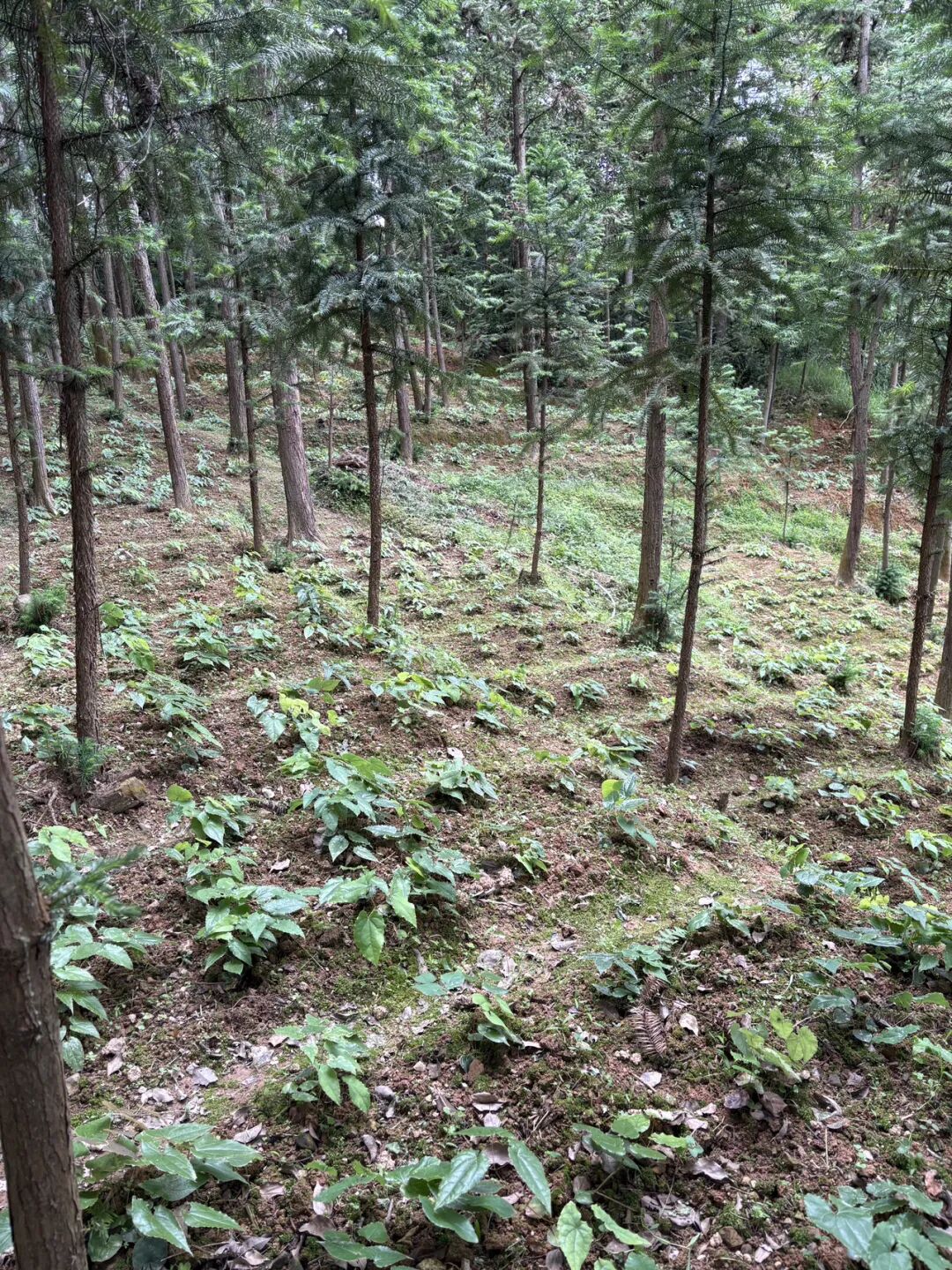 箭叶淫羊藿的锈病和白粉病会同时发生吗？