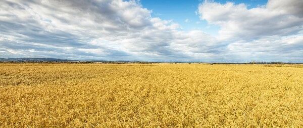 盯紧粮食购销重点环节，精准监督守护大国粮仓