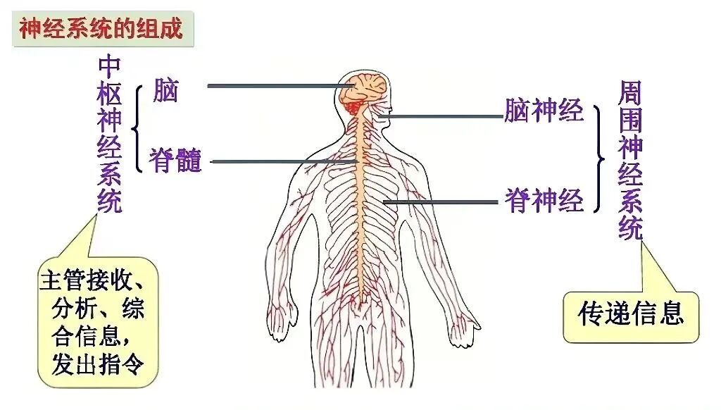 R-C (1).jpg