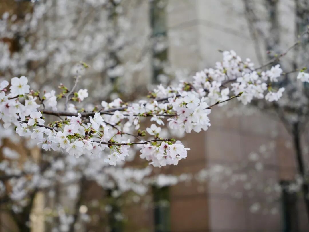 1 杭外剑高2026年4月12日校园招生开放日8.jpg