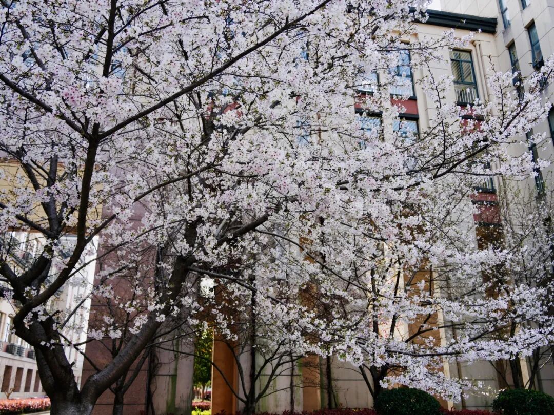 1 杭外剑高2026年4月12日校园招生开放日12.jpg