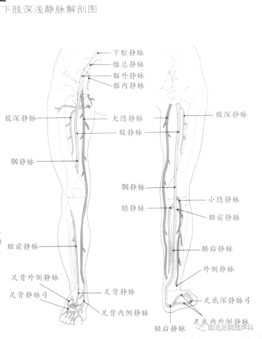 股静脉走行解剖图图片