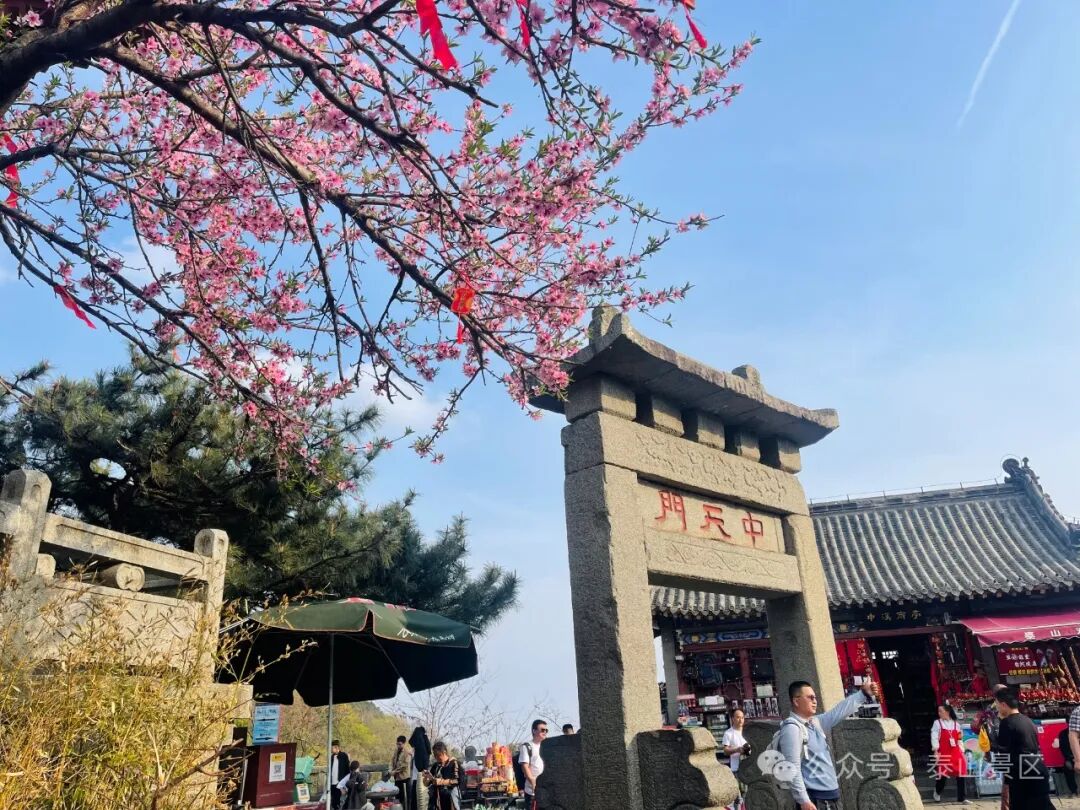 花开泰安暮春桃花红泰山中天门春意浓