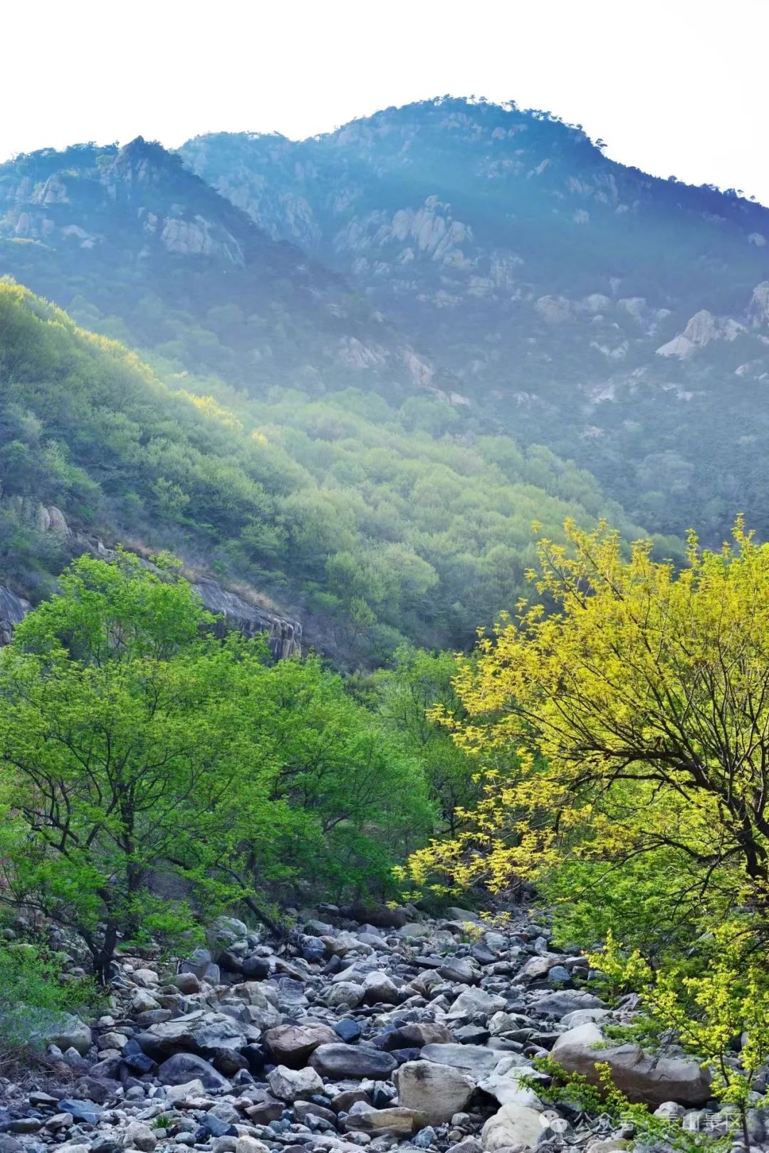 泰山风景春天图片