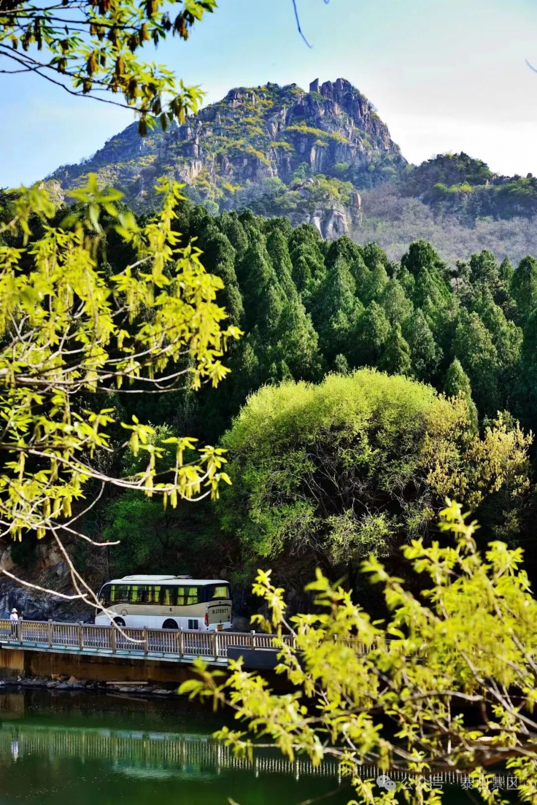 花开泰安丨泰山桃花源 春意正阑珊