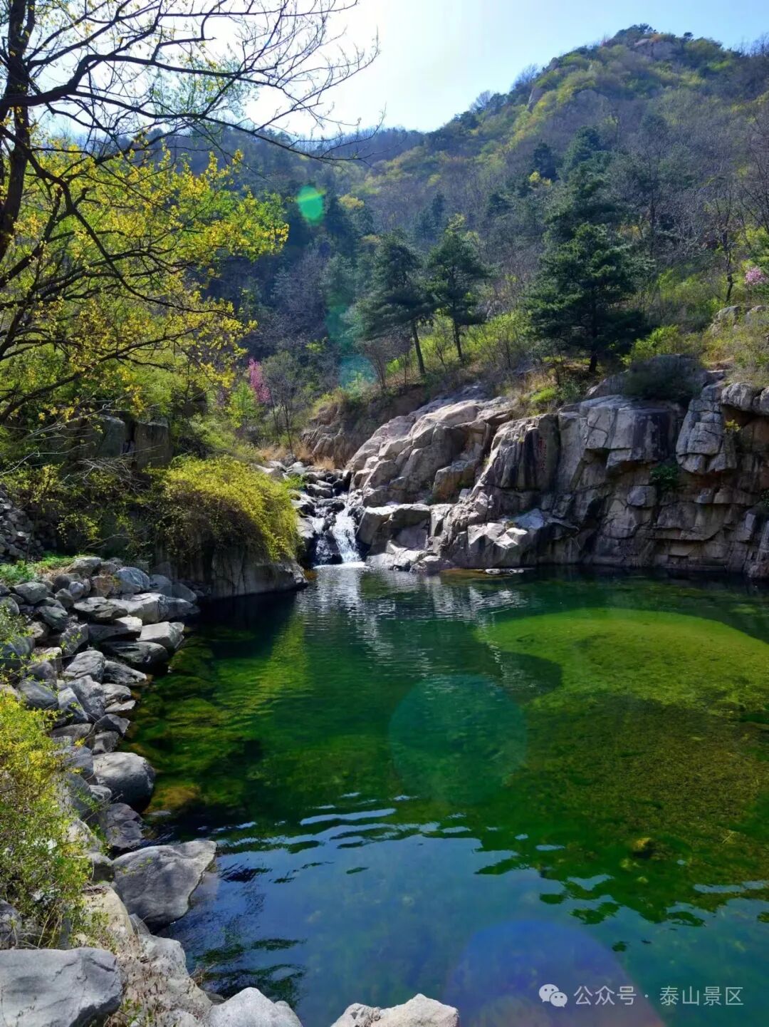 花开泰安丨泰山桃花源 春意正阑珊