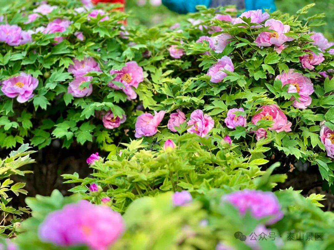 泰安岱庙牡丹花开 姹紫嫣红静待君来