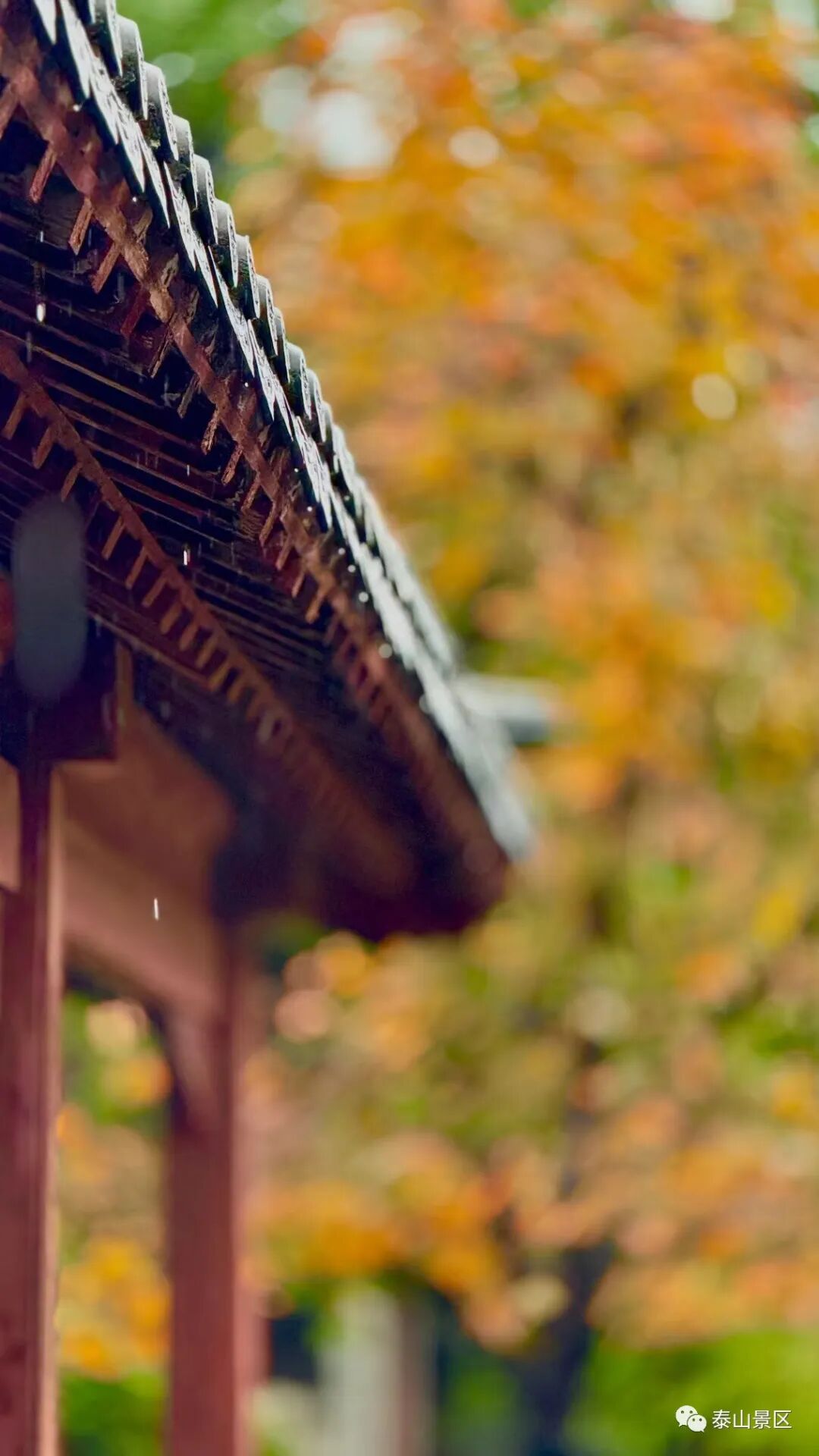 组图丨秋雨中的岱庙美成手机壁纸