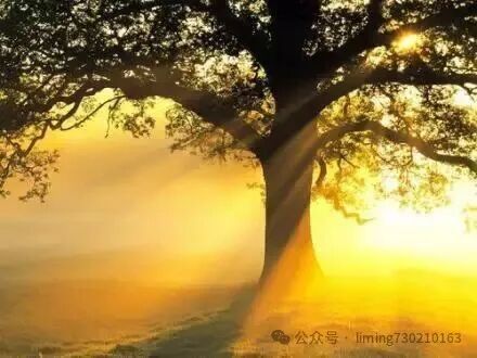 愿你長成一棵參天大樹, 大樹理論 獻給浮躁的年輕人