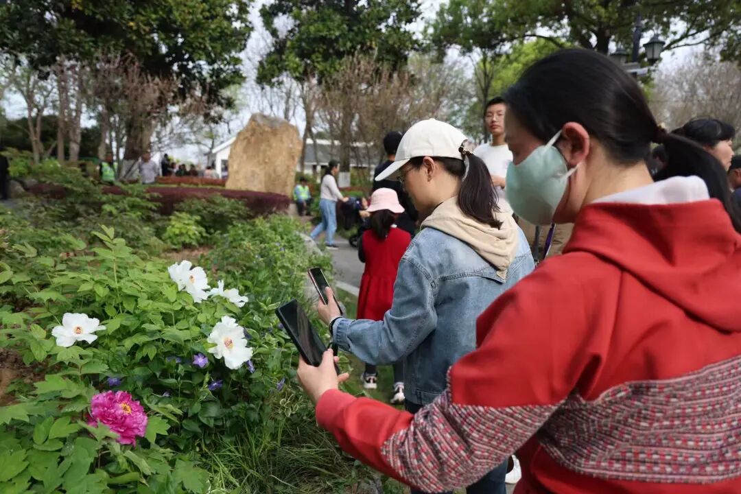 牡丹04.jpg