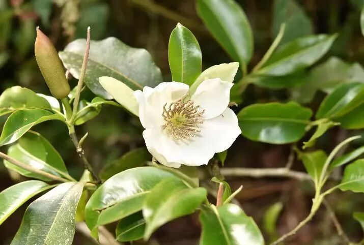 cop15丨探秘金平分水岭之巅的丛林仙子