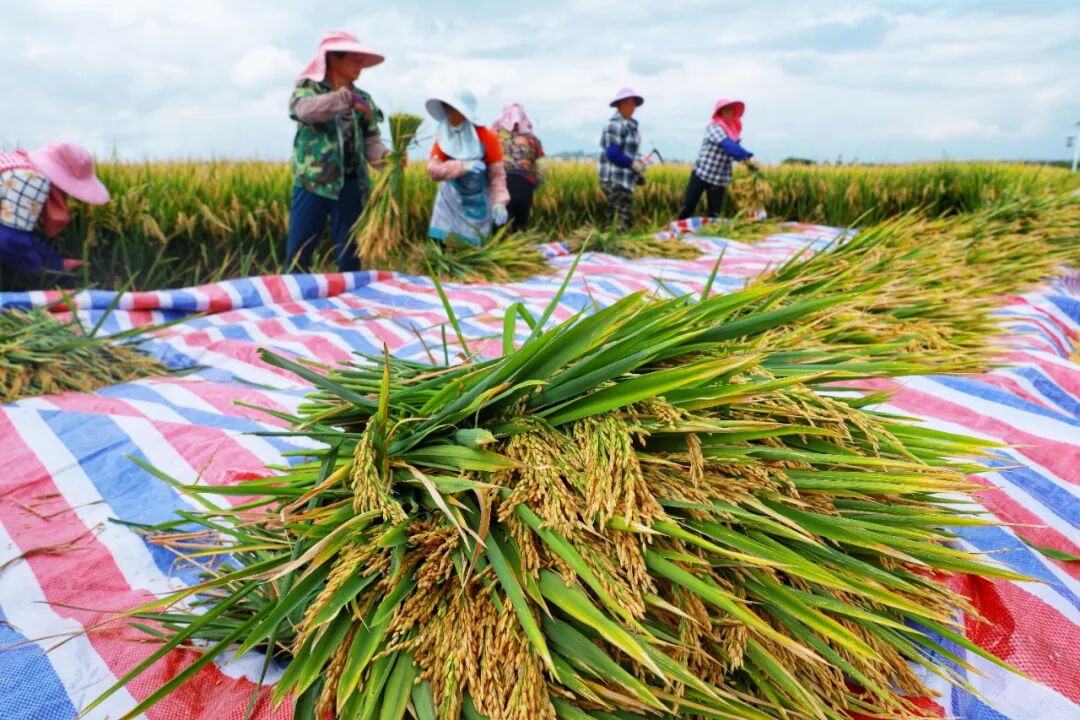 袁隆平超级杂交水稻蒙自示范基地开镰测产还有