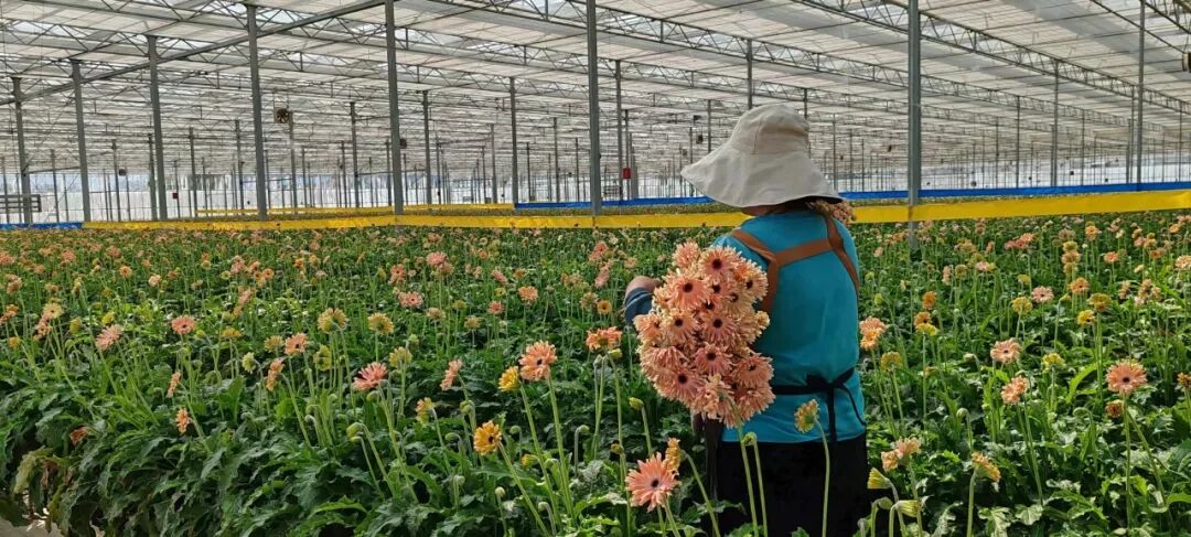 开远市羊街乡知花小镇探索实施"党组织 龙头企业 合作社 新型职业农民