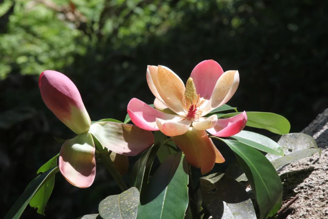 红花木莲(红花木莲价格)