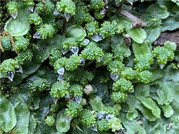 cop15丨屏边大围山微距下的苔藓世界
