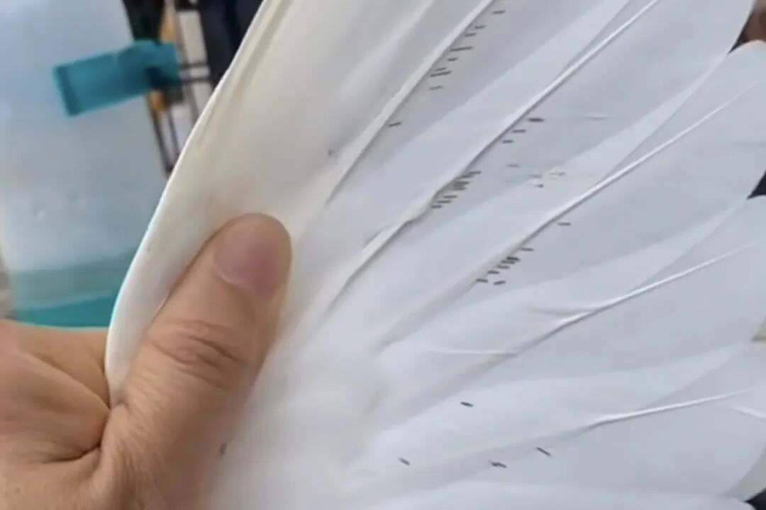日大街天降老鼠伤人