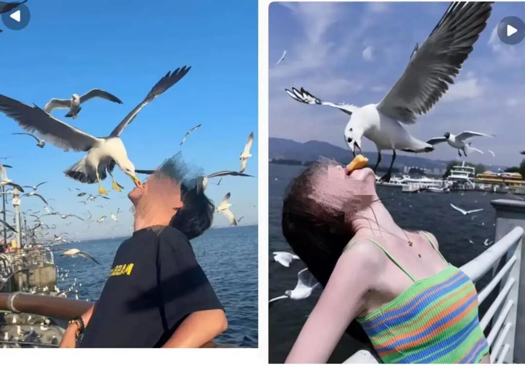 日大街天降老鼠伤人