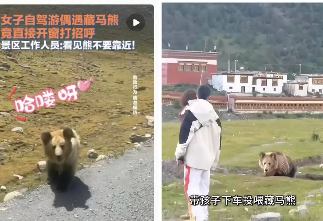 日大街天降老鼠伤人