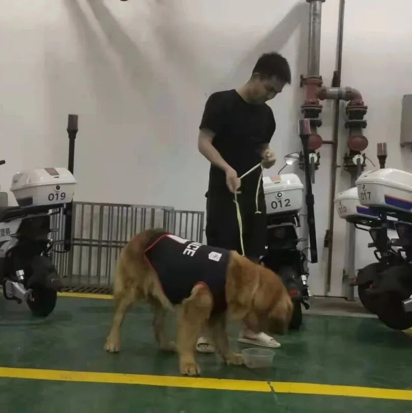 “不来领就收编做警犬了哦~”广西一金毛犬走失“吃穷”派出所......