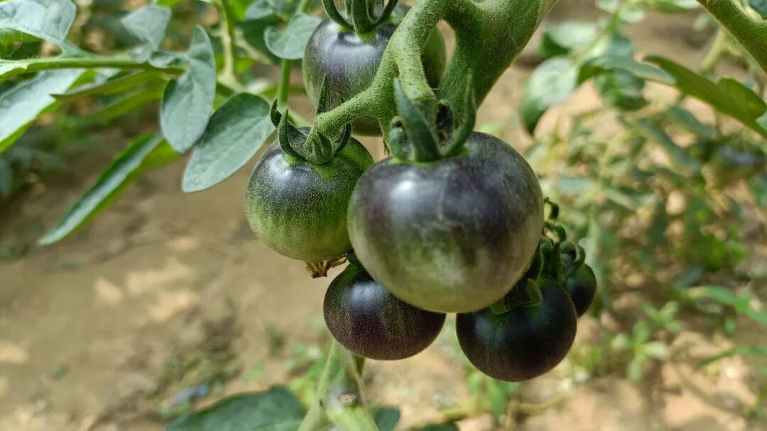 种子的太空“蝶变”！揭秘菏泽籍种子与“航天”的不解之缘