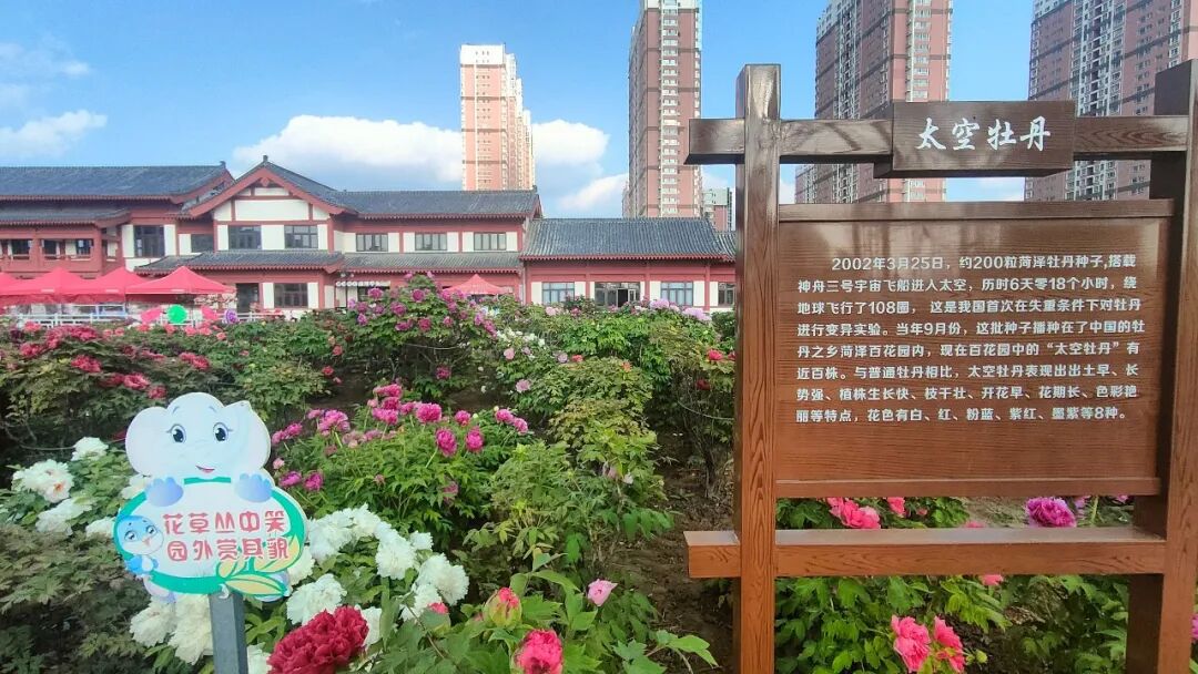 种子的太空“蝶变”！揭秘菏泽籍种子与“航天”的不解之缘