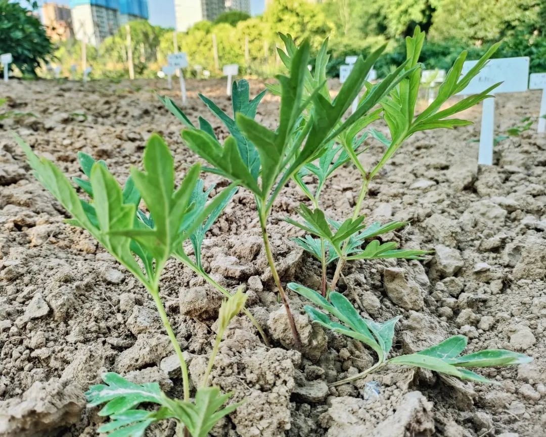 成长6969"远嫁"菏泽野生牡丹育出幼苗6969"对这几棵牡丹苗