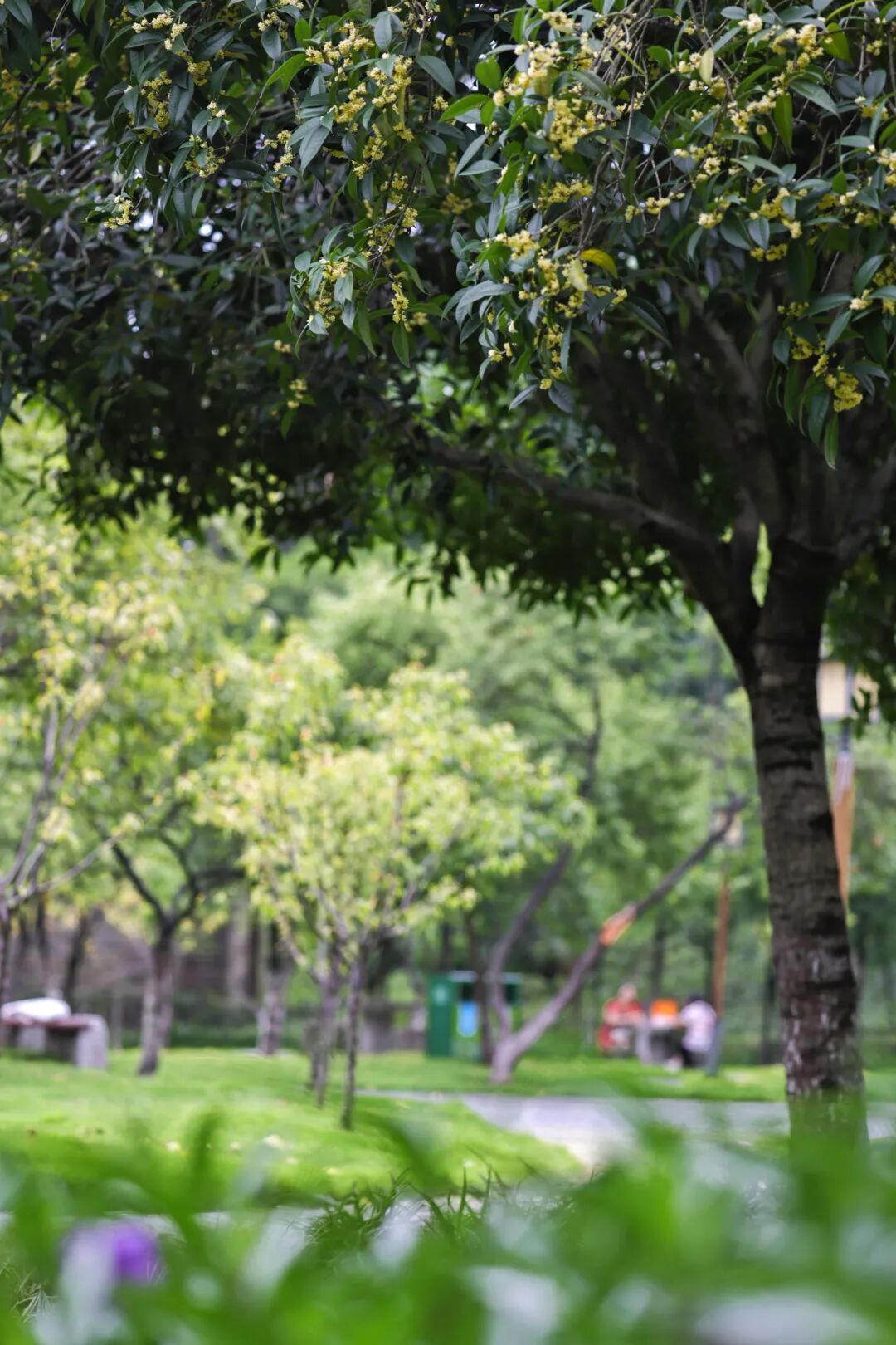 “嗯～pong香！”🤩重庆桂花：我想开了！