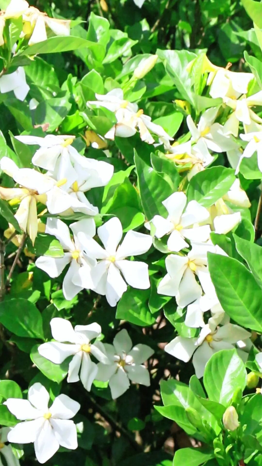 千亩栀子花开成海!快来赏花,就在黄石这里→