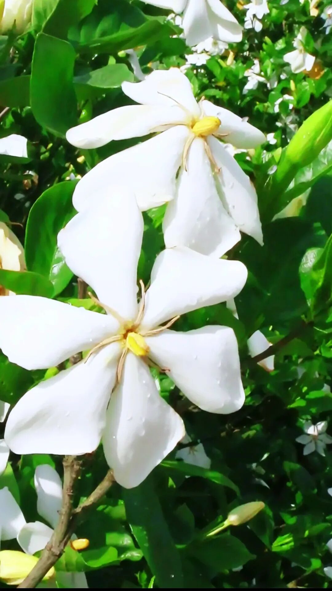 千亩栀子花开成海!快来赏花,就在黄石这里→