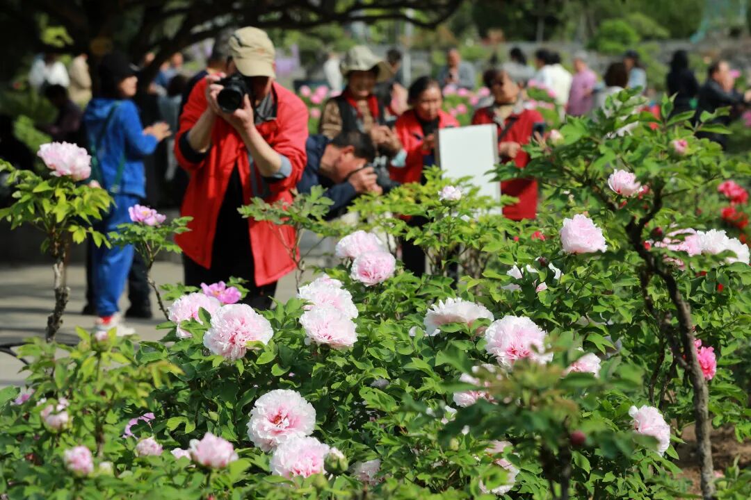 牡丹花开春满园  摄影 万善朝 (7)(3474715)-20250409090930.JPG