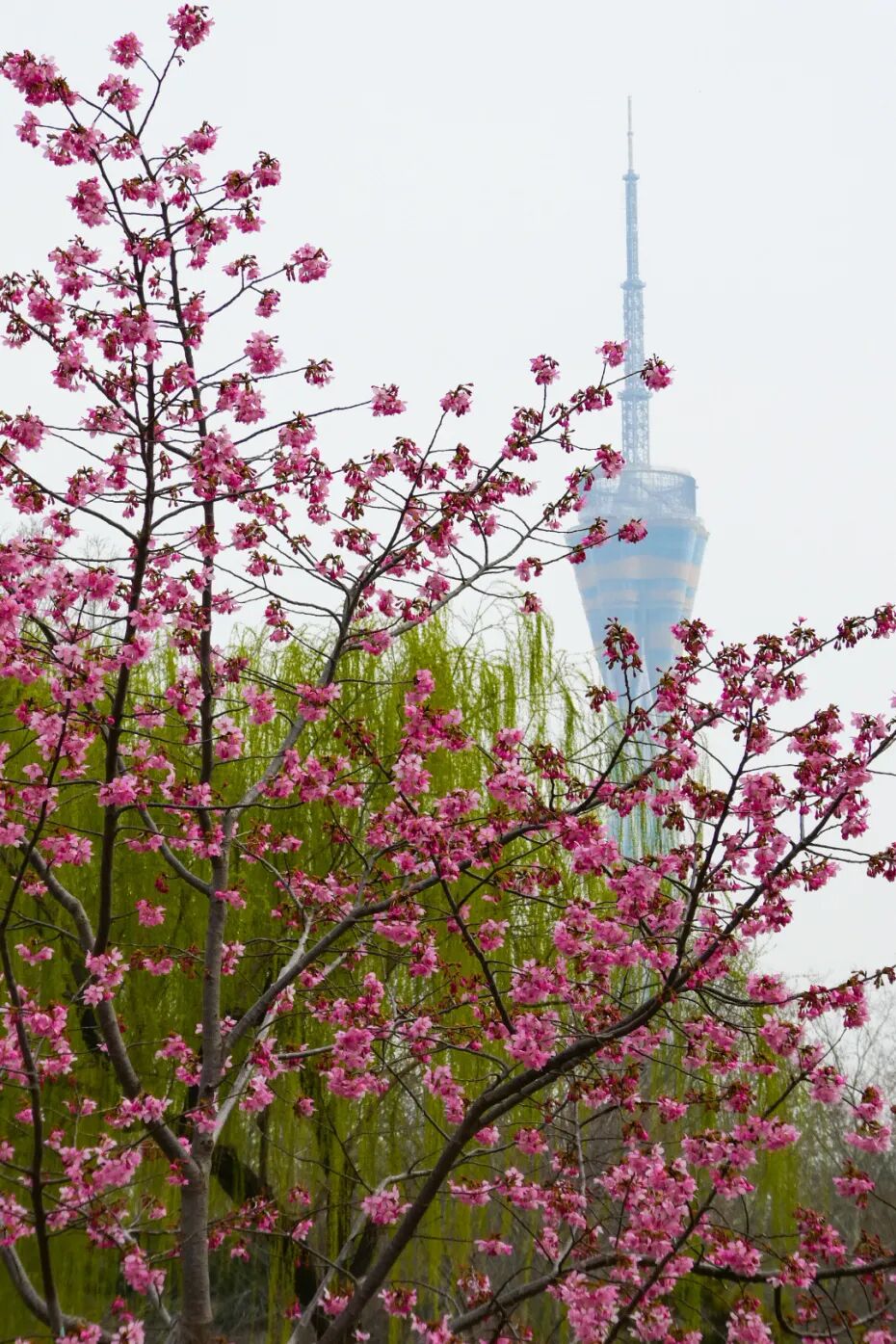 艳丽的梅花，正是赏花的好季节。记者李新华(9965157)-20260315102419.jpg