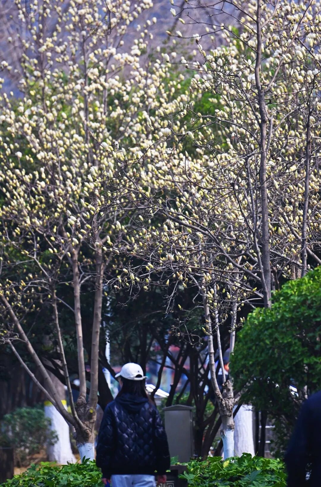 经纬广场玉兰花开正艳（图集）(9944761)-20260315101634.jpg