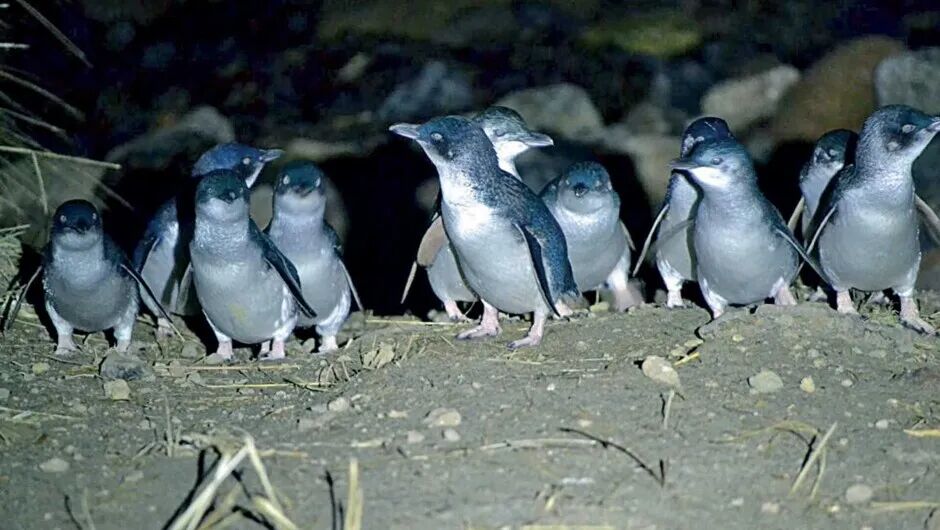 Blue Penguins Pukekura | Activities & Day Trips in Dunedin, New Zealand