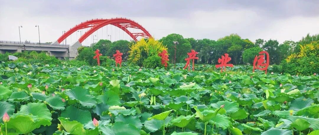 临平新宇村千亩荷塘观赏指南，7-9月盛花期3个拍照要点