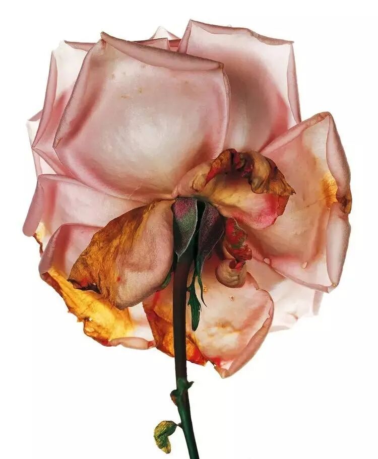 640?wx_fmt=jpeg&tp=webp&wxfrom=5&wx_lazy=1&wx_co=1