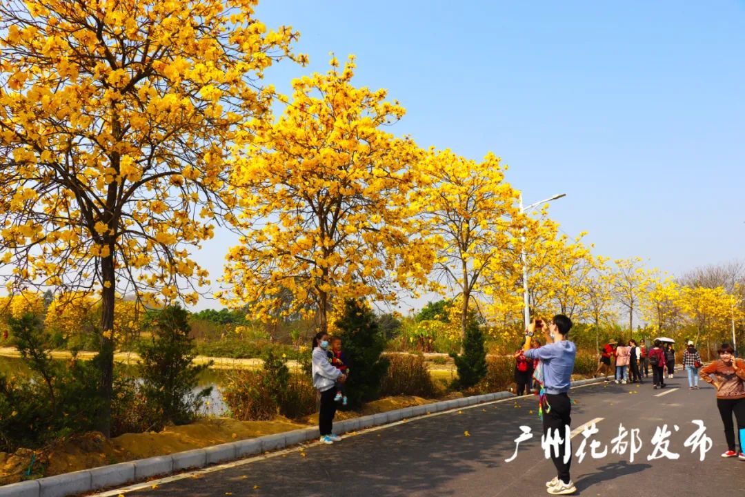 花開遍地金廣州赤坭帶火鄉村遊