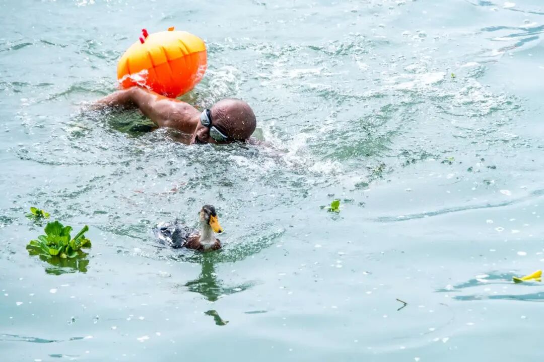 鸭子大战"闹端午"游泳爱好者们将齐聚岷江每到端午是东坡区迎端午的